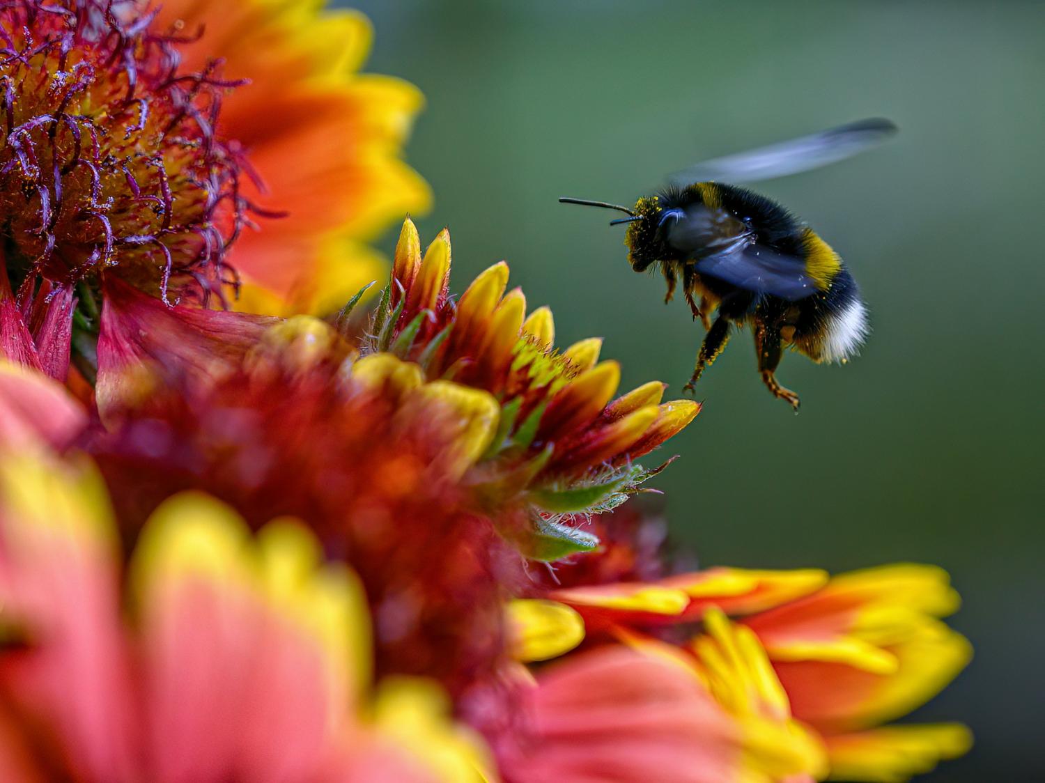 Bild von Neue Heimat für Wildbienen: HR Campus schafft Lebensraum auf der Farenweid