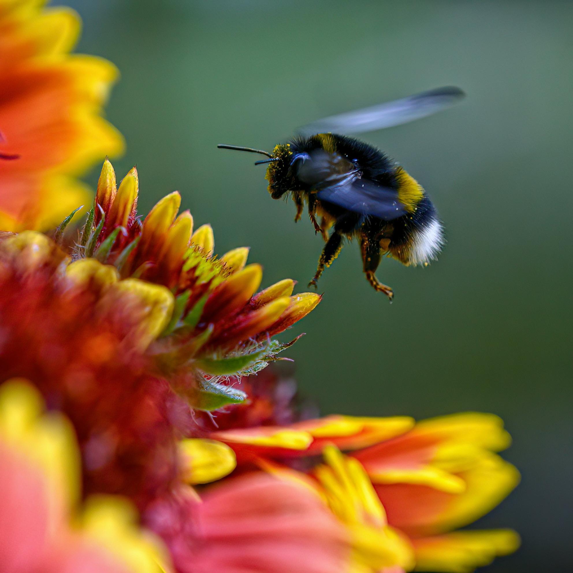 Bild von Neue Heimat für Wildbienen: HR Campus schafft Lebensraum auf der Farenweid