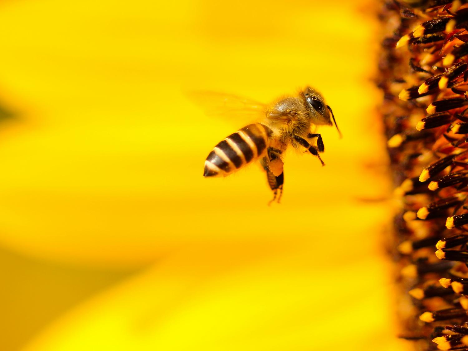 Bild von Campus Bienen: unser Herzensprojekt für mehr Biodiversität