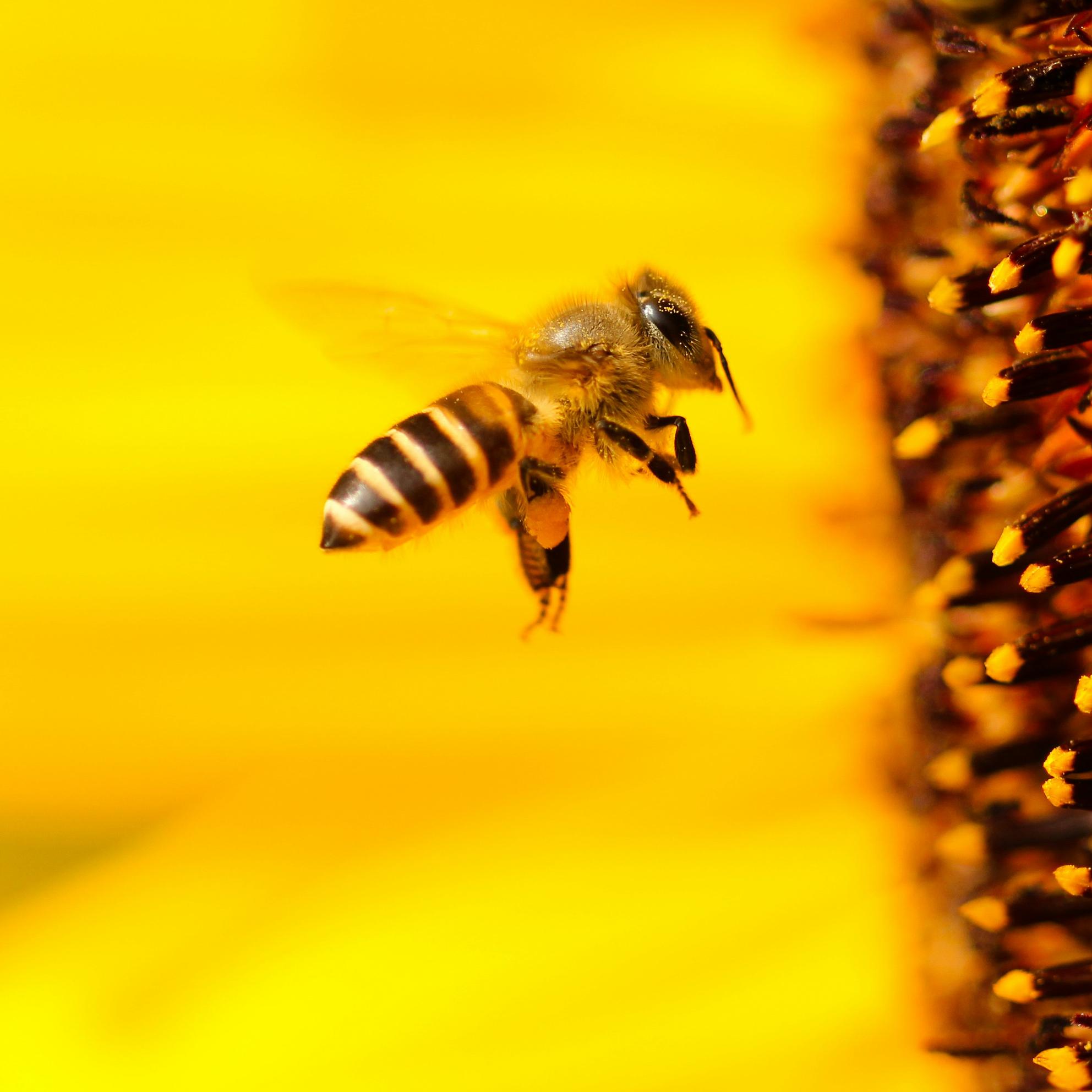 Bild von Campus Bienen: unser Herzensprojekt für mehr Biodiversität